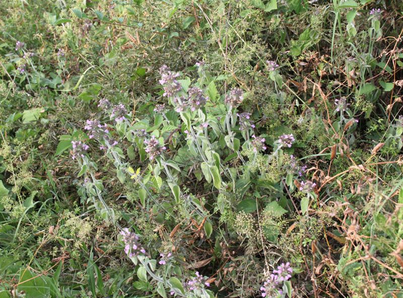 Clinopodium vulgare